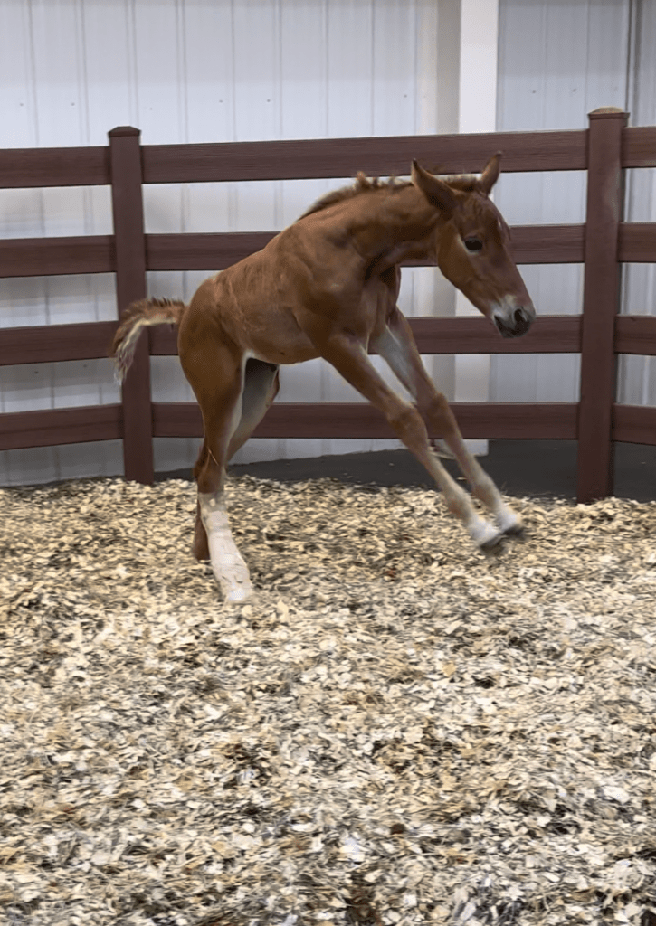 Second Chance Horse Rescue Operation with FLYING L RANCH