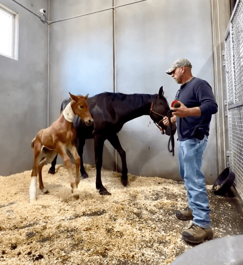 Second Chance Horse Rescue Operation with FLYING L RANCH