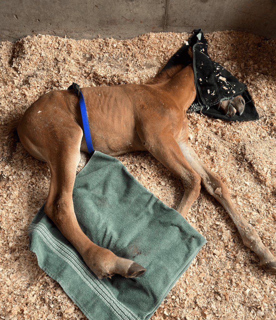 Second Chance Horse Rescue Operation with FLYING L RANCH