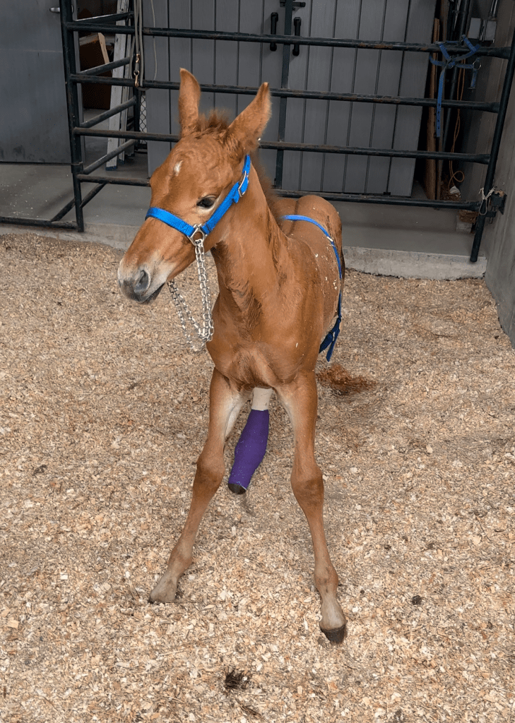 Second Chance Horse Rescue Operation with FLYING L RANCH
