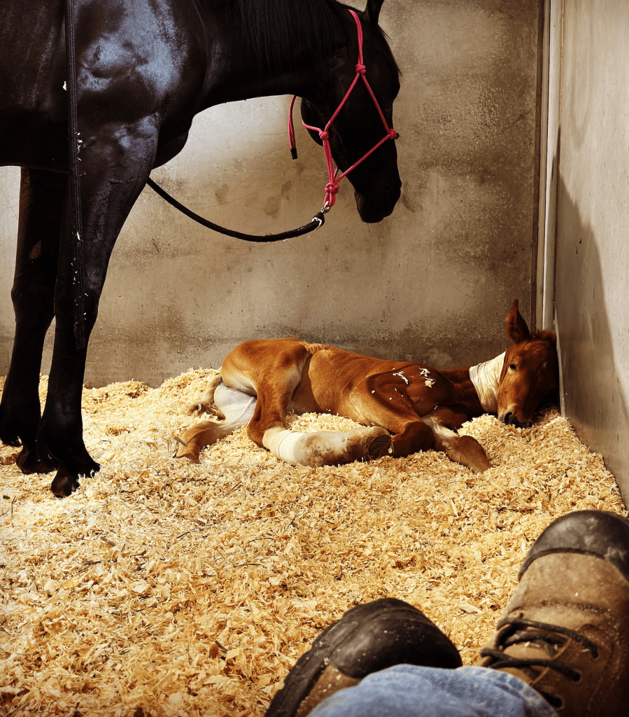 Second Chance Horse Rescue Operation with FLYING L RANCH
